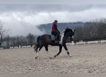 Irish sport horse, Ruin, 19 Jaar, 165 cm, Gevlekt-paard