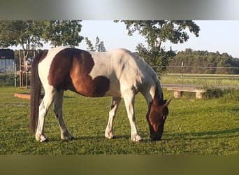 Irish sport horse, Ruin, 20 Jaar, 144 cm, Tobiano-alle-kleuren