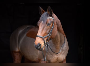 Irish sport horse Mix, Ruin, 22 Jaar, 170 cm, Bruin