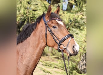 Irish sport horse Mix, Ruin, 3 Jaar, 160 cm, Bruin