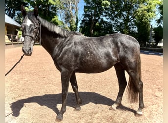 Irish sport horse, Ruin, 3 Jaar, 162 cm, Schimmel
