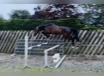 Irish sport horse, Ruin, 3 Jaar, 164 cm, Bruin