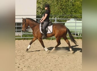Irish sport horse, Ruin, 3 Jaar, 165 cm, Bruin