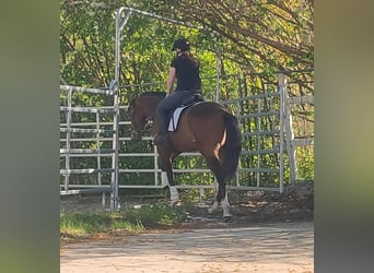 Irish sport horse, Ruin, 3 Jaar, 165 cm, Bruin