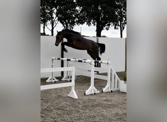 Irish sport horse, Ruin, 3 Jaar, 168 cm, Roodbruin