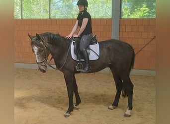Irish sport horse, Ruin, 3 Jaar, 168 cm, Zwartschimmel