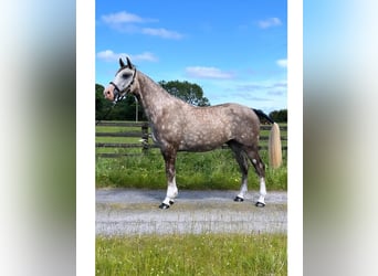 Irish Sport Horse, Wallach, 3 Jahre, 170 cm, Schimmel