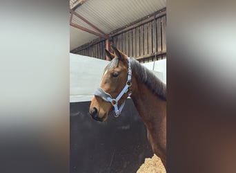 Irish sport horse Mix, Ruin, 3 Jaar, Roodbruin