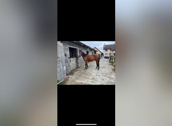 Irish sport horse Mix, Ruin, 3 Jaar, Roodbruin