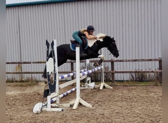 Irish sport horse, Ruin, 4 Jaar, 147 cm, Gevlekt-paard