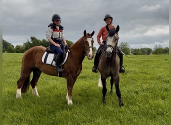 Irish sport horse, Ruin, 4 Jaar, 148 cm, Donkere-vos