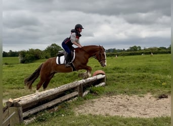 Irish sport horse, Ruin, 4 Jaar, 148 cm, Donkere-vos