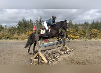 Irish sport horse, Ruin, 4 Jaar, 148 cm, Gevlekt-paard