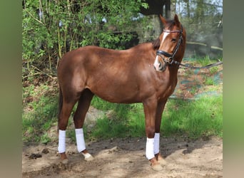 Irish sport horse Mix, Ruin, 4 Jaar, 150 cm, Vos