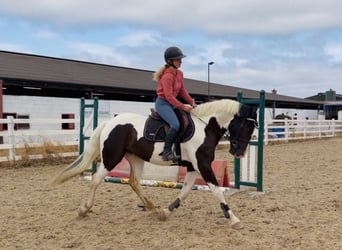 Irish sport horse Mix, Ruin, 4 Jaar, 153 cm, Gevlekt-paard