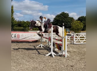 Irish sport horse Mix, Ruin, 4 Jaar, 153 cm, Gevlekt-paard