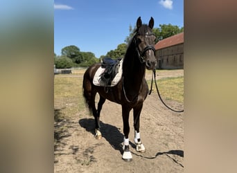 Irish sport horse, Ruin, 4 Jaar, 156 cm, Zwart