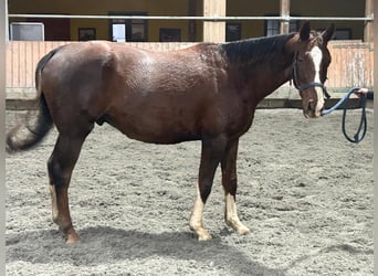 Irish sport horse, Ruin, 4 Jaar, 158 cm, Donkere-vos