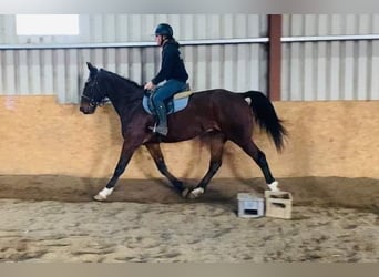 Irish sport horse, Ruin, 4 Jaar, 160 cm, Brauner