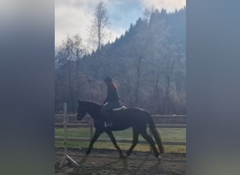 Irish sport horse, Ruin, 4 Jaar, 160 cm, Donkerbruin