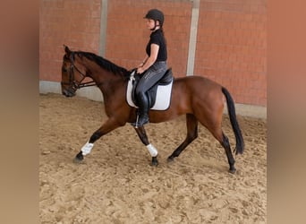 Irish sport horse, Ruin, 4 Jaar, 162 cm, Bruin