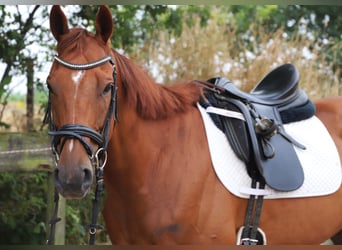 Irish sport horse Mix, Ruin, 4 Jaar, 162 cm, Vos