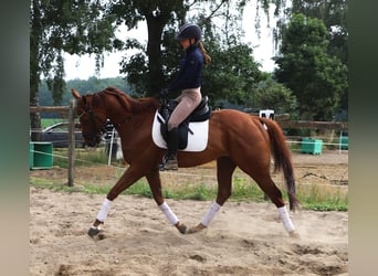 Irish sport horse Mix, Ruin, 4 Jaar, 162 cm, Vos