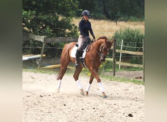 Irish sport horse Mix, Ruin, 4 Jaar, 162 cm, Vos