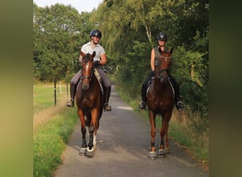 Irish sport horse Mix, Ruin, 4 Jaar, 162 cm, Vos