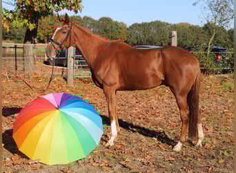 Irish sport horse Mix, Ruin, 4 Jaar, 163 cm, Vos