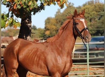 Irish sport horse Mix, Ruin, 4 Jaar, 163 cm, Vos