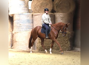 Irish sport horse Mix, Ruin, 4 Jaar, 163 cm, Vos