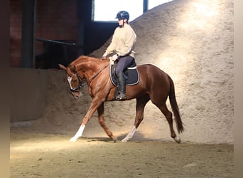 Irish sport horse Mix, Ruin, 4 Jaar, 163 cm, Vos
