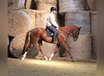 Irish sport horse Mix, Ruin, 4 Jaar, 163 cm, Vos
