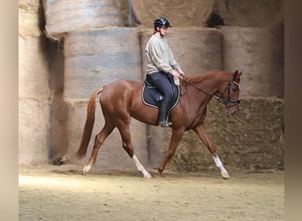 Irish sport horse Mix, Ruin, 4 Jaar, 163 cm, Vos