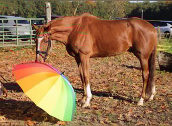 Irish sport horse Mix, Ruin, 4 Jaar, 163 cm, Vos