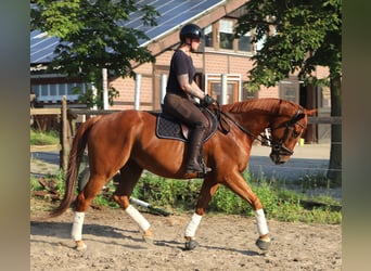 Irish sport horse Mix, Ruin, 4 Jaar, 164 cm