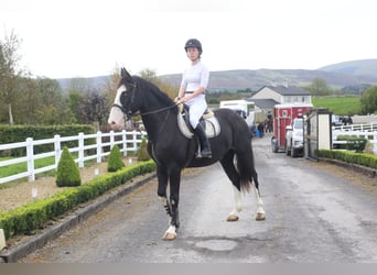 Irish sport horse, Ruin, 4 Jaar, 164 cm, Zwart