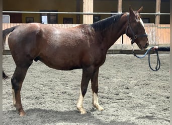 Irish sport horse, Ruin, 4 Jaar, 165 cm, Donkere-vos