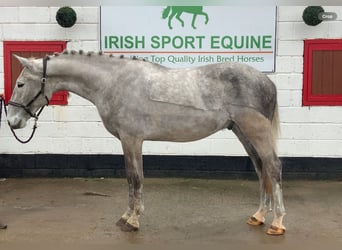 Irish sport horse, Ruin, 4 Jaar, 165 cm, Schimmel