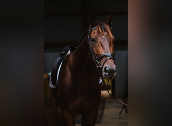 Irish sport horse, Ruin, 4 Jaar, 168 cm, Bruin