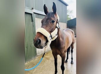 Irish sport horse, Ruin, 4 Jaar, 168 cm, Roodbruin
