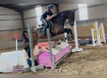 Irish sport horse, Ruin, 4 Jaar, 168 cm, Roodbruin