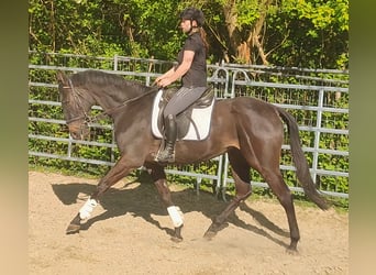 Irish sport horse, Ruin, 4 Jaar, 168 cm, Zwartbruin