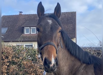 Irish sport horse, Ruin, 4 Jaar, 170 cm, Donkerbruin
