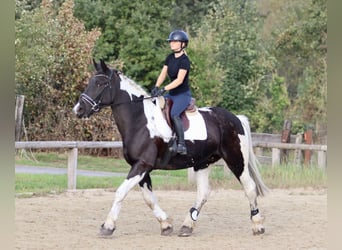 Irish sport horse, Ruin, 4 Jaar, 170 cm, Gevlekt-paard