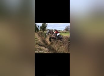 Irish sport horse Mix, Ruin, 4 Jaar, 170 cm, Schimmel