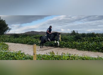Irish sport horse, Ruin, 4 Jaar, 170 cm, Schimmel