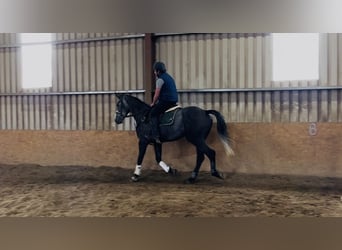 Irish sport horse, Ruin, 4 Jaar, 170 cm, Schimmel