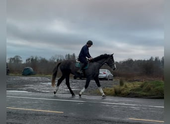 Irish sport horse, Ruin, 4 Jaar, 173 cm, Schimmel